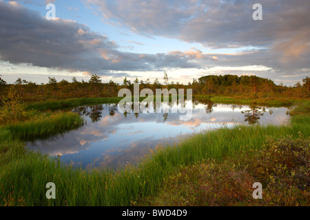 Großen Pool im Sumpf. Estland Stockfoto