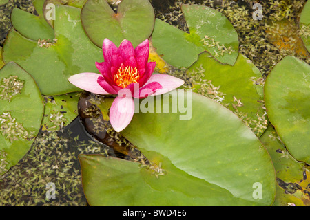 Eine rosa Seerose (Nymphaea Pygmaea) Stockfoto