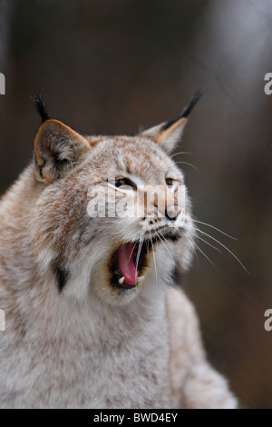 Europäische Luchs Gähnen. Europa, Estland. Stockfoto