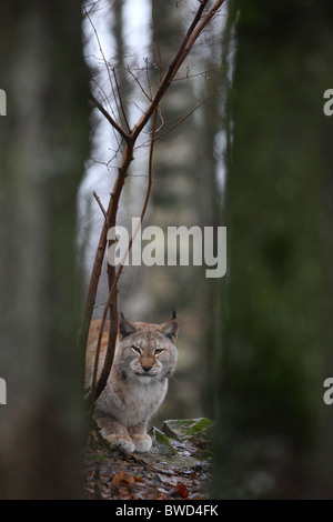 Europäische Luchs im Wald Stockfoto