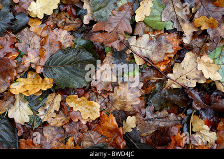 Im Herbst Laub auf dem Boden Stockfoto