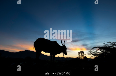 Bos indicus. Indische Zebu, humped Kuh Silhouette in der Dämmerung vor Sonnenaufgang. Andhra Pradesh, Indien Stockfoto