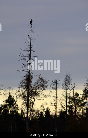 Erwachsenen Seeadler (Haliaetus Horste) auf der Spitze eines Baumes mit zwei Raben. Stockfoto