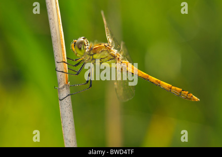 Schnauzbärtige Darter, Sympetrum Vulgatum Libelle ruht Stockfoto