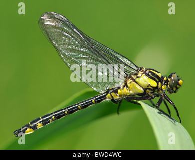 Club-tailed Libelle Befestigung Vulgatissimus ruht auf einem Grashalm Stockfoto