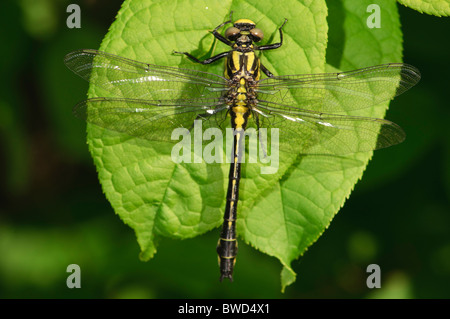 Club-tailed Libelle Befestigung Vulgatissimus landete auf einem Blatt Stockfoto