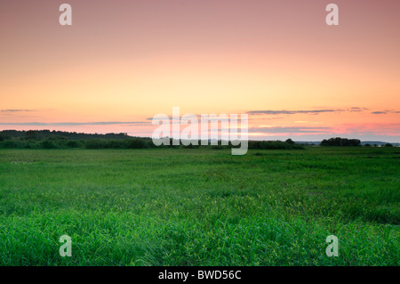 Aue Weiden bei Sonnenuntergang Stockfoto