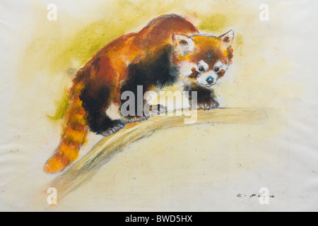 Fire Fox (Ailurus Fulgens), Pastellkreide auf Papier von Kurt Tessmann Stockfoto