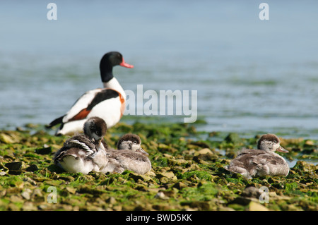 Gemeinsamen Brandgans Tadorna Tadorna Familie ruht Stockfoto