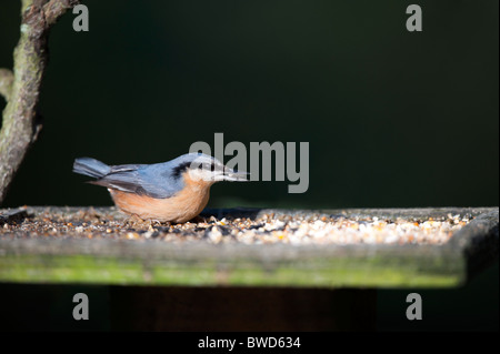 Kleiber Fütterung auf gemischten Samen an einem Vogel Tisch Stockfoto