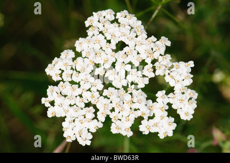 Schafgarbe Achillea millefolium Stockfoto
