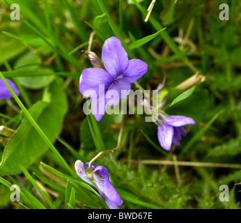 Gemeinsamen Hund violett Viola riviniana Stockfoto