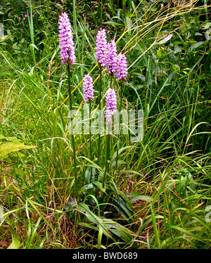 Die gemeinsame Spotted-Orchidee (Dactylorhiza Fuchsii) ist eine häufig vorkommenden Arten europäischer Orchideen. Stockfoto