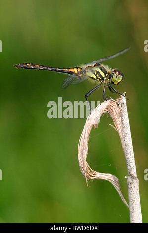 Black Darter Sympetrum Danae Libelle ruht Stockfoto