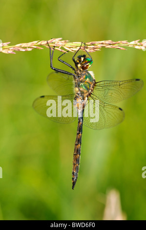 Gelb gefleckten Emerald Somatochlora Flavomaculata ruhen Stockfoto