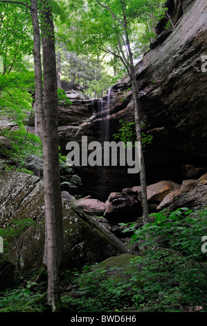 Falls Wasserfall John B. Stephenson Memorial Wald Zustand Natur bewahren Rockcastle county Kentucky USA Anglin Stockfoto