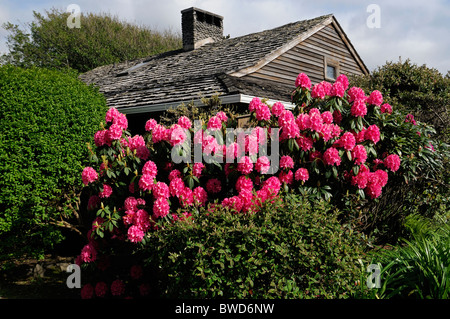 Hölzerne Schindeln Haus malerische Kanone Strand Oregon Veranda pazifischen Nordwesten Usa rosa rhododendron Stockfoto