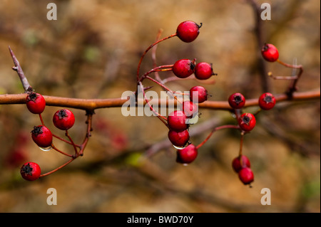 Hüften auf ein Weißdorn Crataegus Monogyna, im Herbst Stockfoto