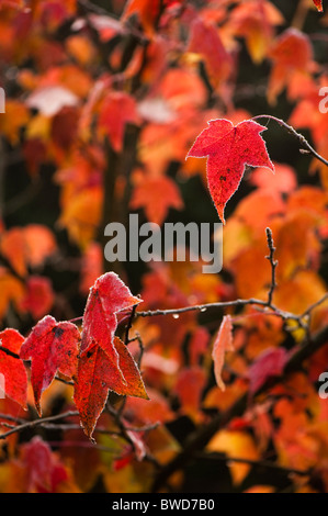 Gefrorene Liquidambar Acalycina, Changs Amber, im Herbst Stockfoto