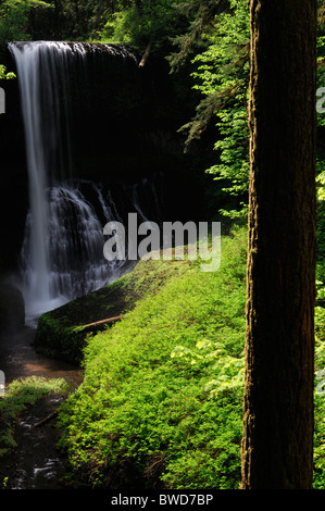 Mittleren Norden fällt Silber fällt State Park Oregon USA Trail von zehn Fälle Canyon Trail Stockfoto