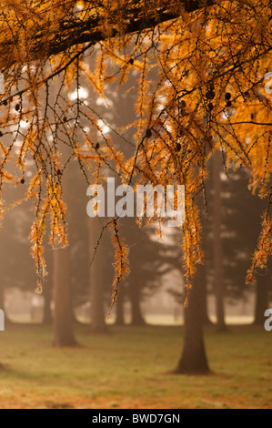 Lärche Grove bei Westonbirt Arboretum in Gloucestershire an einem nebligen Herbsttag Stockfoto