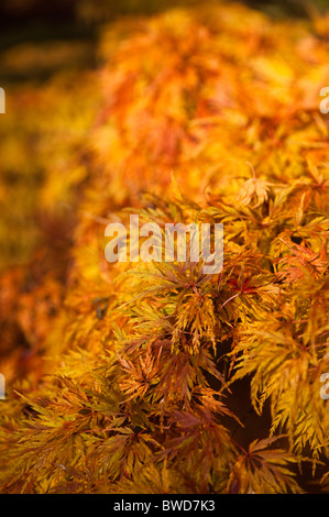 Acer Palmatum Dissetum 'Seiryu', Japanische Ahorn im Herbst Stockfoto