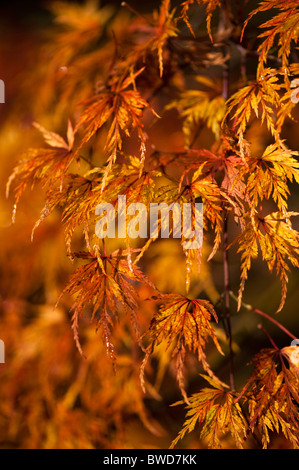 Acer Palmatum Dissetum 'Seiryu', Japanische Ahorn im Herbst Stockfoto