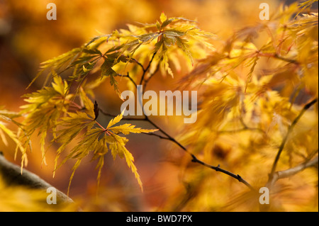 Acer Palmatum Dissetum 'Seiryu', Japanische Ahorn im Herbst Stockfoto