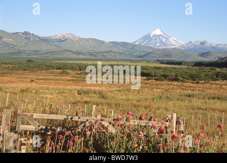 Volcan Lanín frühen Morgen mit Feldern Blumen oder hohes Gras im Vordergrund, Patagonien, Argentinien Stockfoto