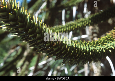 Nahaufnahme von einem Ast eines Baumes Pehuén; auch bekannt als ein Affe Puzzle Baum (lateinischer Name Araucaria Araucana) Stockfoto