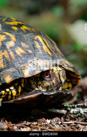 Östliche Kasten-Schildkröte Terrapene Carolina Kentucky USA Stockfoto