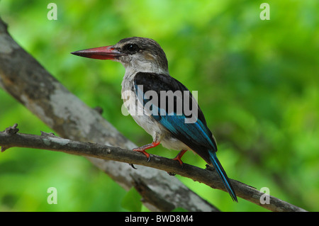 Braun mit Kapuze Kingfisher Stockfoto