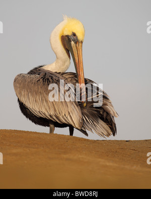 Ein brauner Pelikan seine Federn entlang Treibsand putzen. Stockfoto