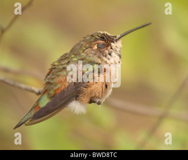 Eine weibliche Rufous Kolibri schlafen auf einem Hochsitz. Stockfoto