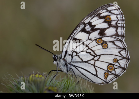 Spanisch marmoriert weiß (Melanargia Ines) Stockfoto