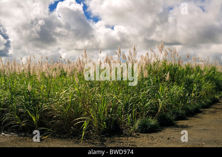 Blüte-Zuckerrohr-Plantage, Hintergrundbeleuchtung, Mauritius Stockfoto