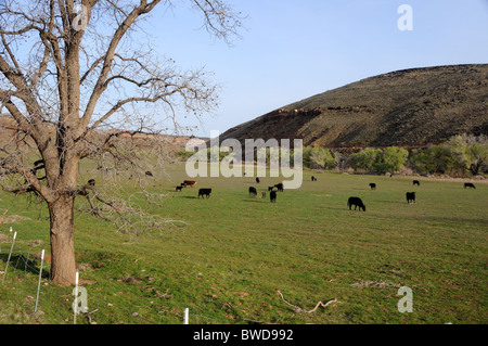Vieh in einem Feld auf das Shivwits Paiute-Indianer-Reservat - Utah Stockfoto