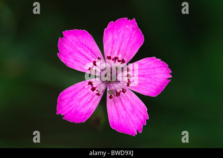 Jungfernfahrt Pink Dianthus Deltoides Blume Stockfoto