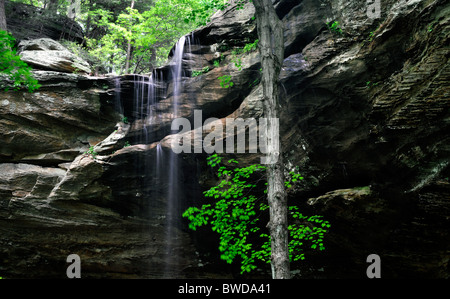 Falls Wasserfall John B. Stephenson Memorial Wald Zustand Natur bewahren Rockcastle county Kentucky USA Anglin Stockfoto