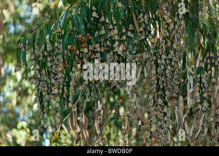 Monarchfalter, fotografiert in ihrer natürlichen Umgebung auf Ellwood Preserve in Santa Barbara, CA. Blitz mit langen Verschlusszeiten. Stockfoto