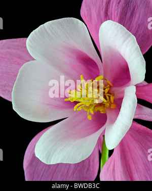 'Origami rot & White' Akelei (Aquilegia) Butterblume - Studio-Bild Stockfoto