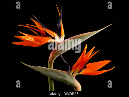 Blütenstände von zwei "Bird Of Paradise" Blumen "Strelitzia Reginae" Stockfoto