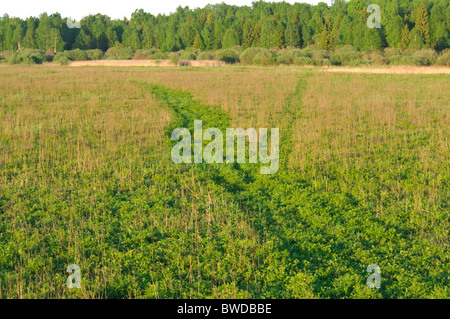 Aue Grünland im Naturschutzgebiet "Sitas un Pededze Palienes Stockfoto