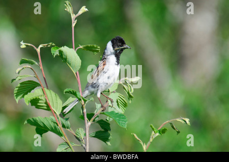 Gemeinsamen Reed Bunting Emberiza Schoeniclus hat eine Libelle für Lebensmittel gefangen. Stockfoto