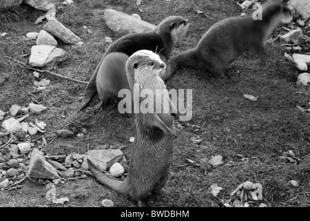 Otter bei der Fütterung Stockfoto