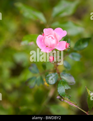 Miniatur-Rose am Stiel im Garten Stockfoto
