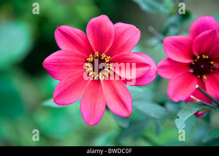 Dahlie Bishop Kinder rosa Blüte Stockfoto