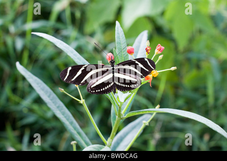 Siproeta Stelenes Schmetterling auf den Blättern Stockfoto