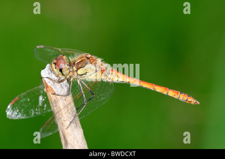 Schnauzbärtige Darter, Sympetrum Vulgatum Libelle ruht Stockfoto