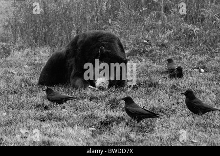 Braunbären haben Mittagessen mit den Krähen schwarz und weiß Stockfoto